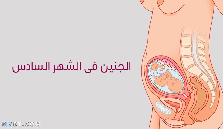 أعراض الحمل في الشهر السادس 