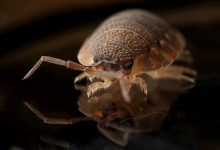 Photo of حشرة البق | ما هي أنواعها وأسباب ظهورها في المنزل وطرق التخلص منها نهائيا