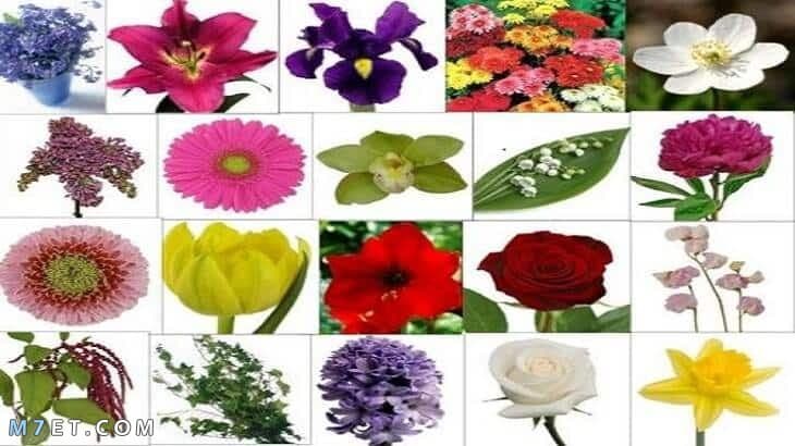 أنواع الأزهار وأسمائها
