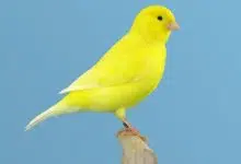 Photo of ما هي أنواع الكناري