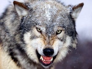 ما هو صوت الذئب