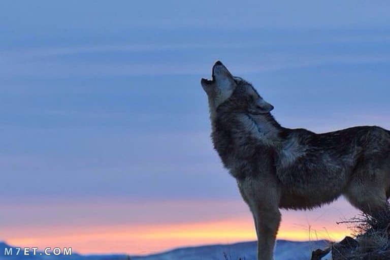 صوت الذئب