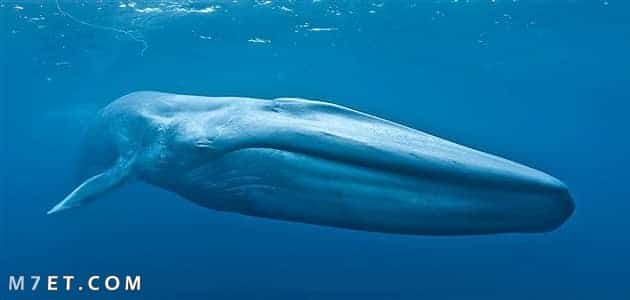 أين يعيش الحوت الأزرق