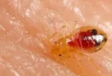 Photo of الروائح التي تطرد البق وأشهر 4 أسباب مسؤولة عن البق