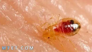 Photo of الروائح التي تطرد البق وأشهر 4 أسباب مسؤولة عن البق