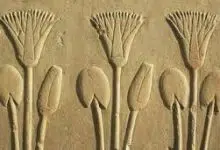 Photo of زهرة اللوتس الفرعونية