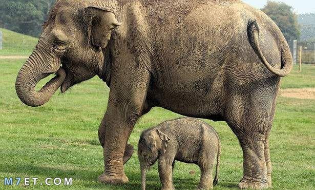 كم مدة حمل الفيل