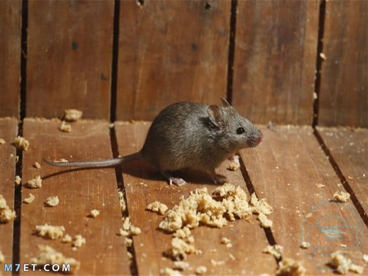 مكافحة الفئران بالمنازل