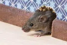 Photo of طرق مكافحة الفئران بالمنازل