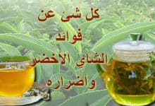 Photo of فوائد الشاي الاخضر واضراره والفوائد عند تناوله بشكل منتظم