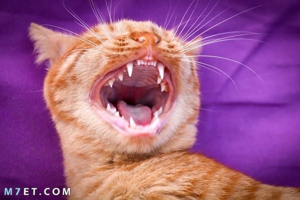 كم عدد أسنان القط