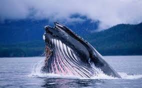 كم يبلغ وزن الحوت الازرق الناضج
