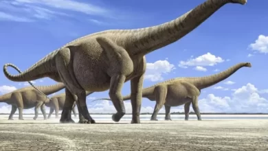 Photo of أنواع الديناصورات 