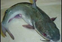 Photo of ما لا تعرفه عن سمك السلور