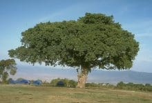 Photo of شجرة الجميز واهم التفاصيل عنها