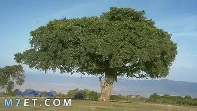 Photo of شجرة الجميز واهم التفاصيل عنها
