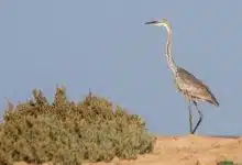Photo of أهم المعلومات عن طائر البلشون