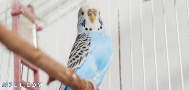 كيفية تربية العصافير الاسترالى في المنزل