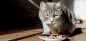 ما هو طعام القطط