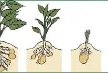 Photo of ما هي مراحل نمو النبات