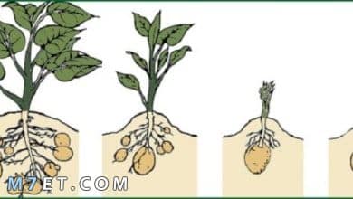 Photo of ما هي مراحل نمو النبات