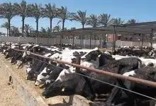 Photo of مشروع تسمين العجول
