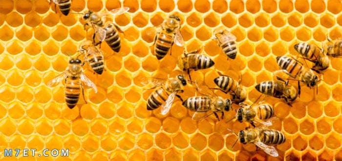هل النحل يقتل الإنسان