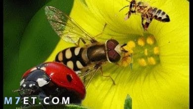 Photo of أهم المعلومات حول الحشرات النافعة
