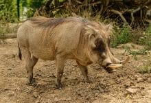 Photo of أهم المعلومات حول الخنزير البري