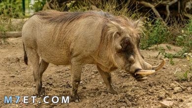 Photo of أهم المعلومات حول الخنزير البري