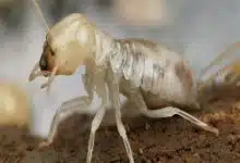 Photo of أسباب ظهور النمل الأبيض في البيت 