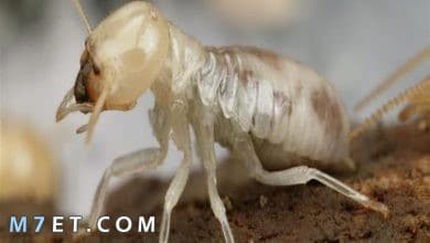 Photo of أسباب ظهور النمل الأبيض في البيت 