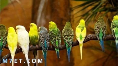 Photo of انواع العصافير المنزلية