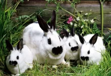 Photo of تربية الأرانب في الصيف