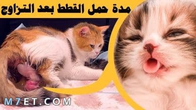 Photo of ما هي فترة حمل القطط