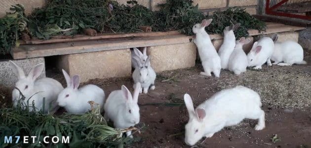 مشروع تربية الأرانب