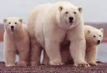Photo of أين يعيش الدب الأبيض