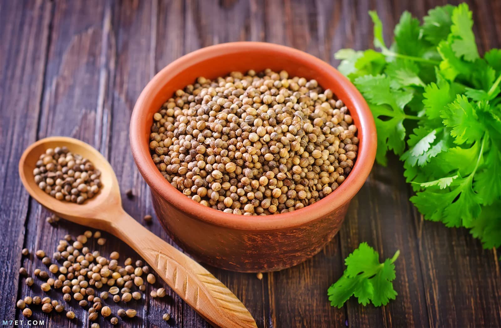 فوائد الكزبرة الجافة للنساء