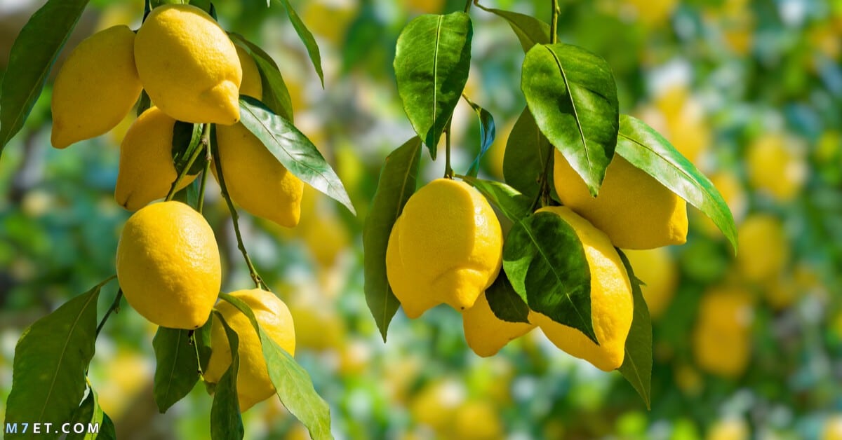 فوائد شجرة الليمون