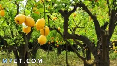 Photo of فوائد شجرة الليمون
