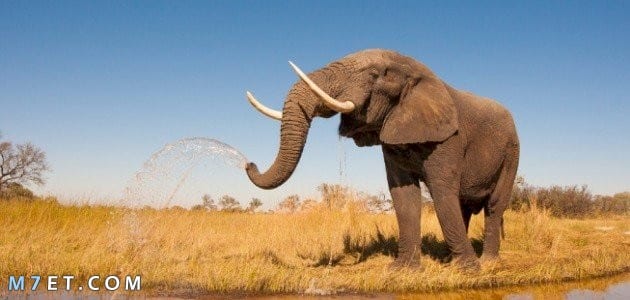 معلومات عن الفيل