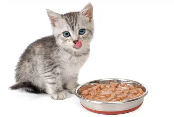 اكل القطط الصغيرة