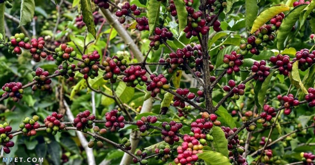 زراعة القهوة في مصر 