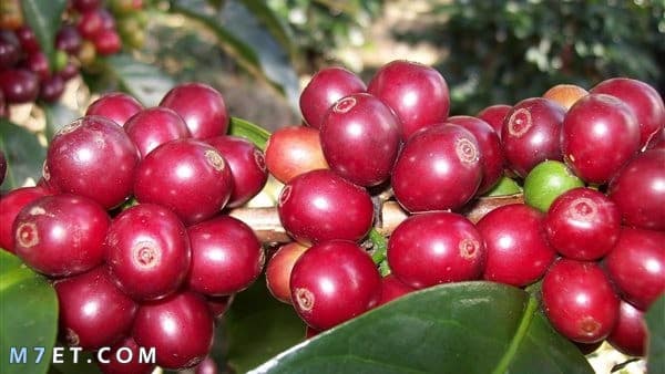 زراعة القهوة في مصر 