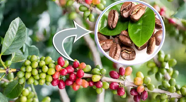 زراعة القهوة في مصر