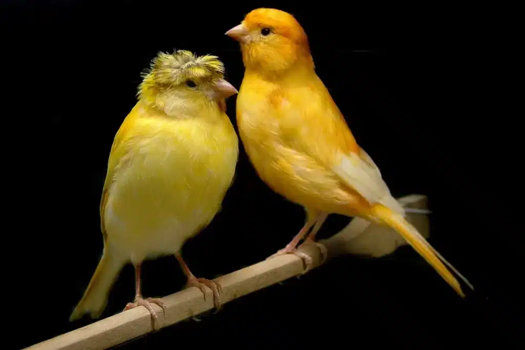 طريقة تربية طيور الكناري في مجموعات