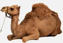 Photo of قصة ناقة الرسول صلي الله عليه وسلم