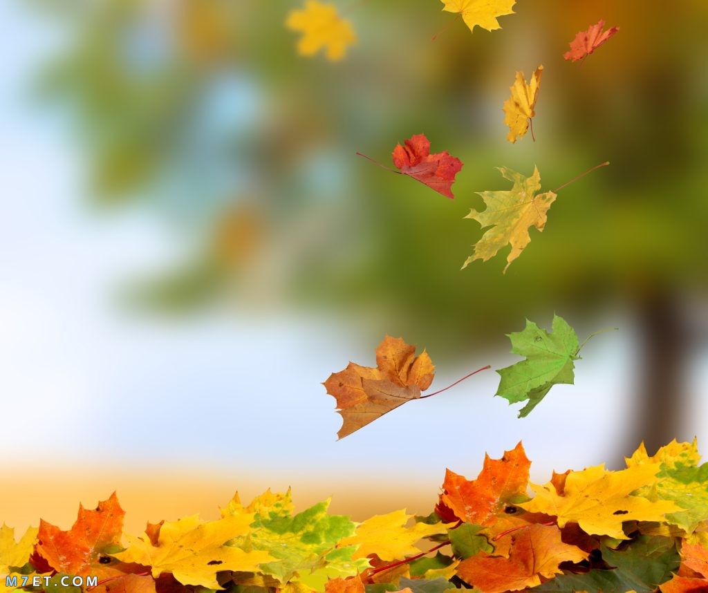 لماذا يتغير لون أوراق الشجر وتتساقط بكثرة في فصل الخريف