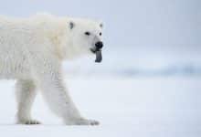 Photo of أهم المعلومات حول الدب القطبي