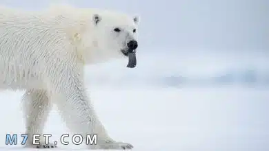 Photo of أهم المعلومات حول الدب القطبي